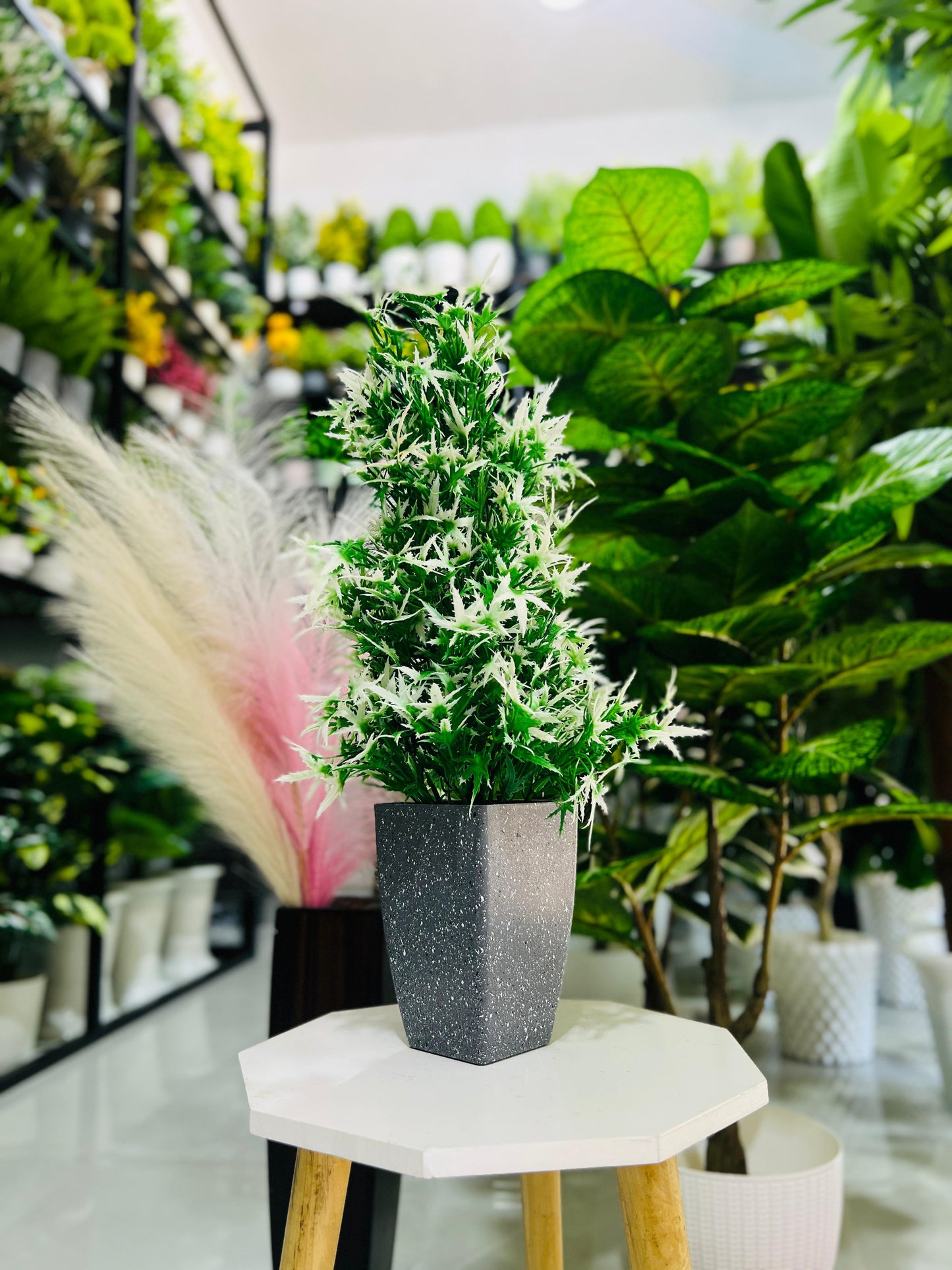 Potted plant on a small table in a store with other plants in the background