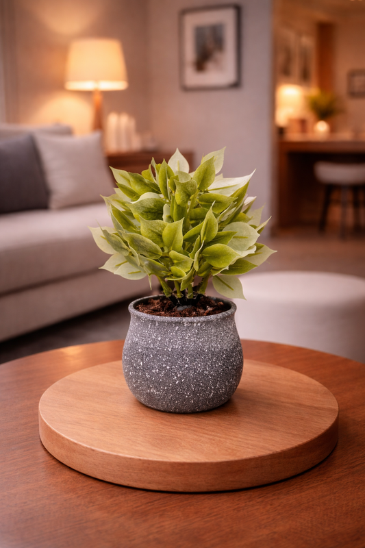 Potted plant on a wooden coaster in a living room setting