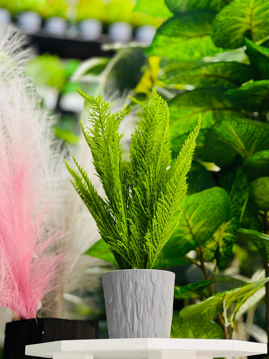 Green potted plant on a white surface with blurred background