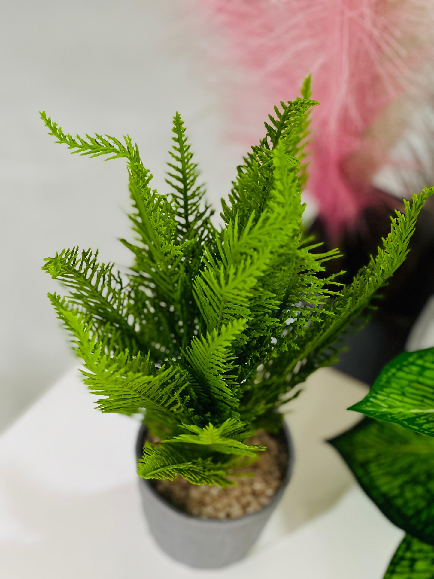 Potted fern plant on a white surface with a blurred pink flower in the background