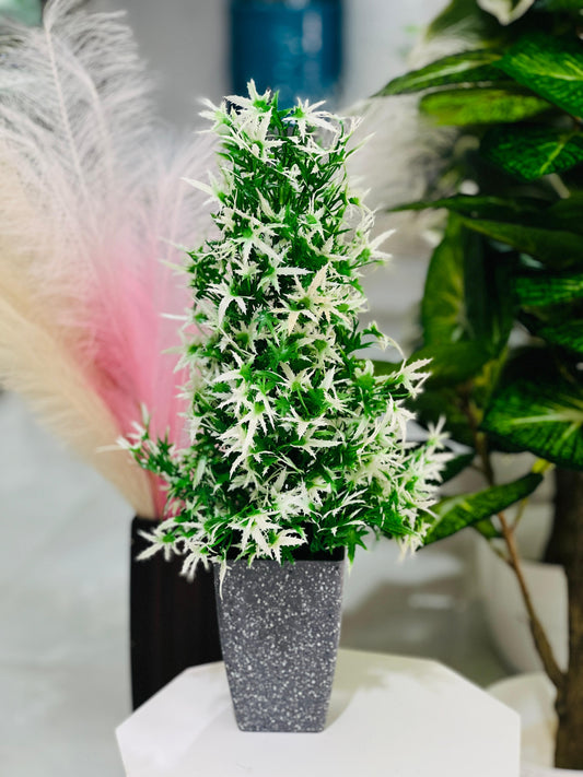 Potted plant with white flowers in a gray pot on a white surface, with a blurred background