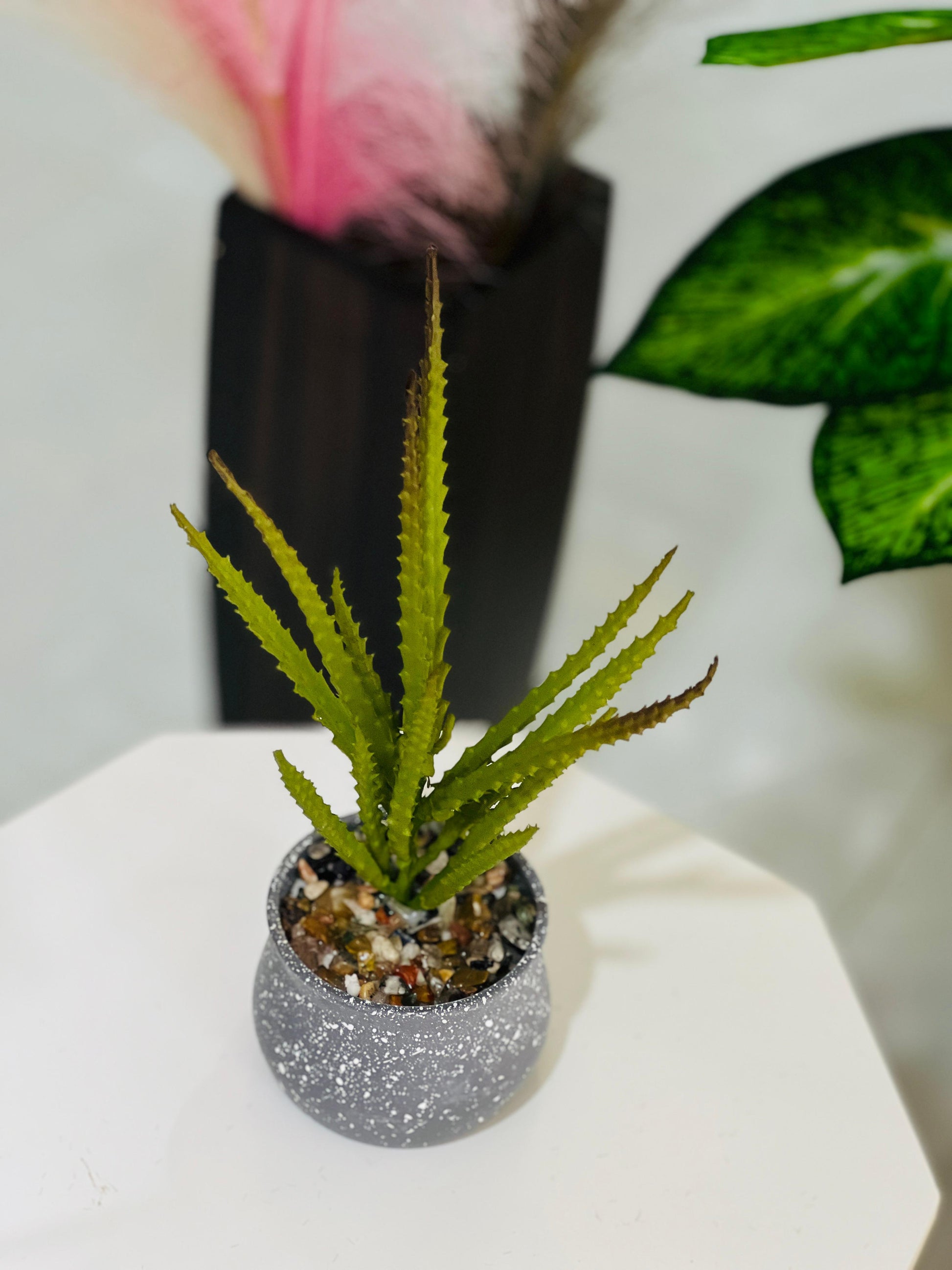 Small potted plant on a white surface with a blurred background