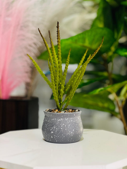 Potted plant on a table with a blurred background