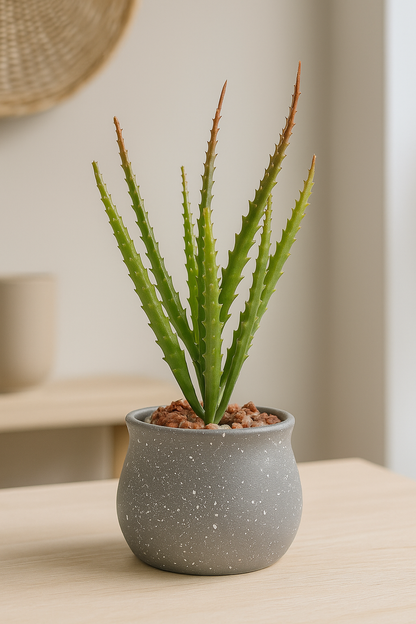 Potted aloe vera plant on a table with a neutral background
