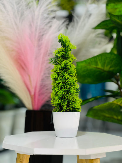 Green potted plant on a white table with blurred background