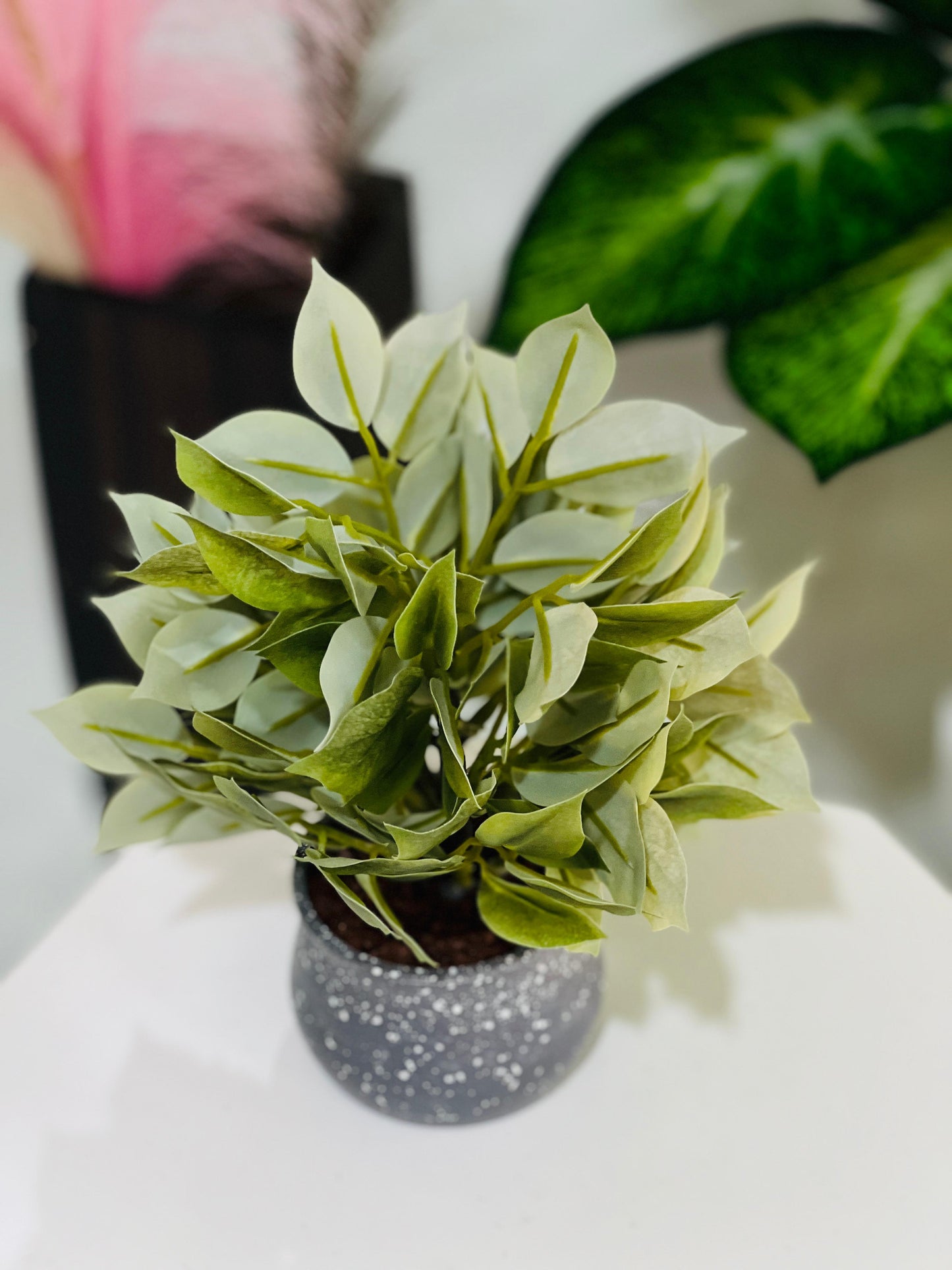Small potted plant on a white surface with blurred background