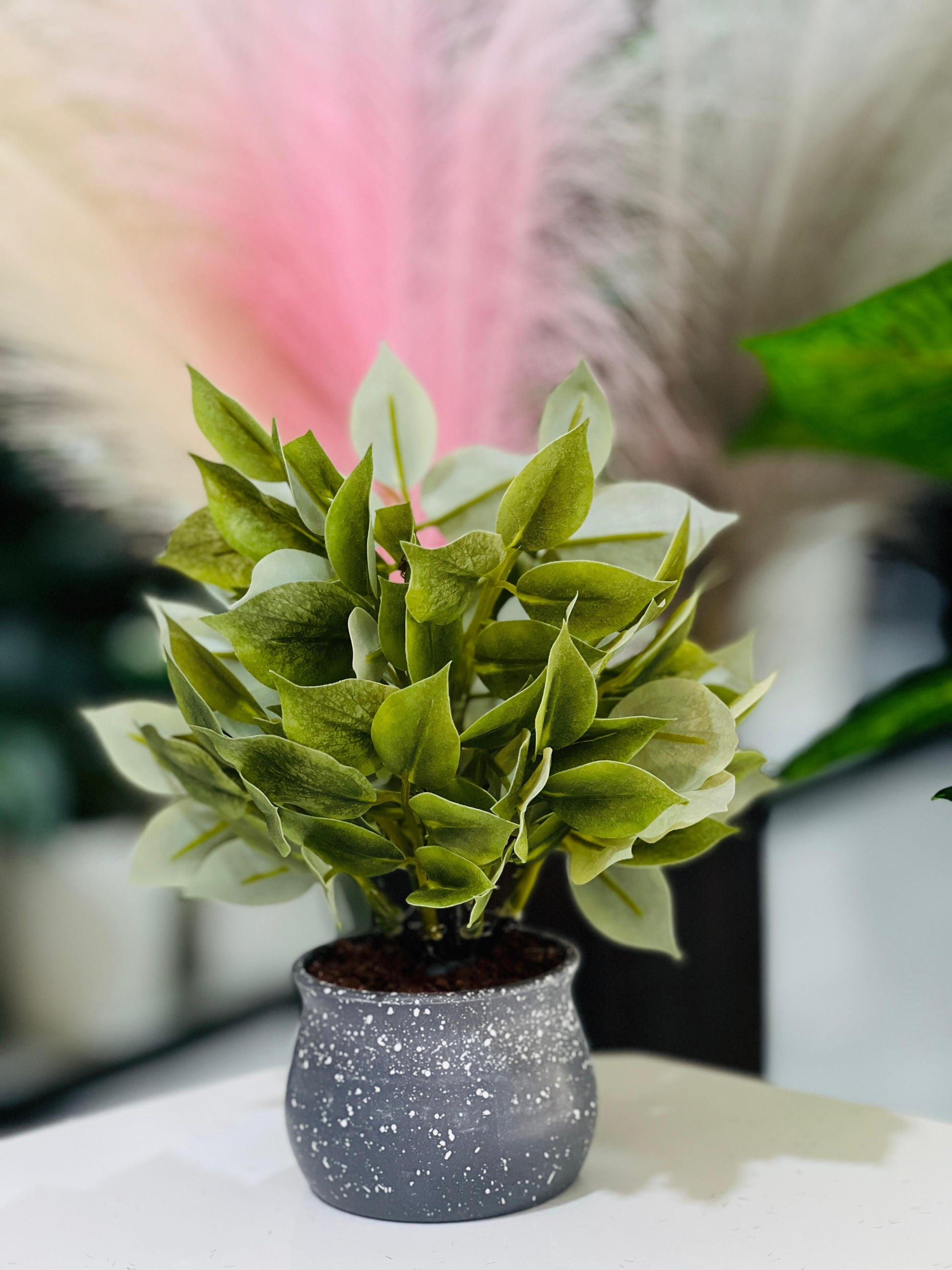 Potted plant with a speckled gray pot on a surface with a blurred background