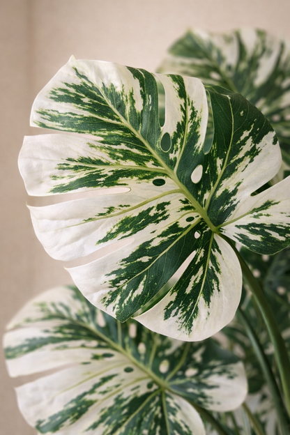 Artificial Variegated Monestra Plant 3.5 Feet