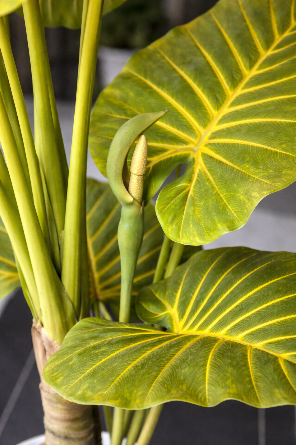 Artificial Alocasia Plant 5.8 Feet