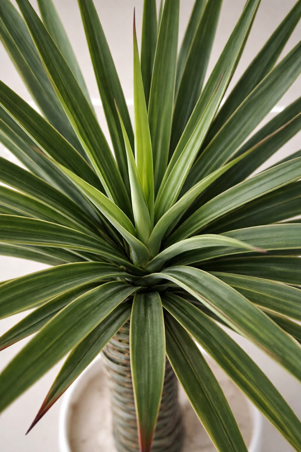 Artificial Yucca Plant- 70 cm