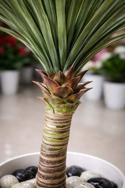 Artificial Yucca Plant- 70 cm