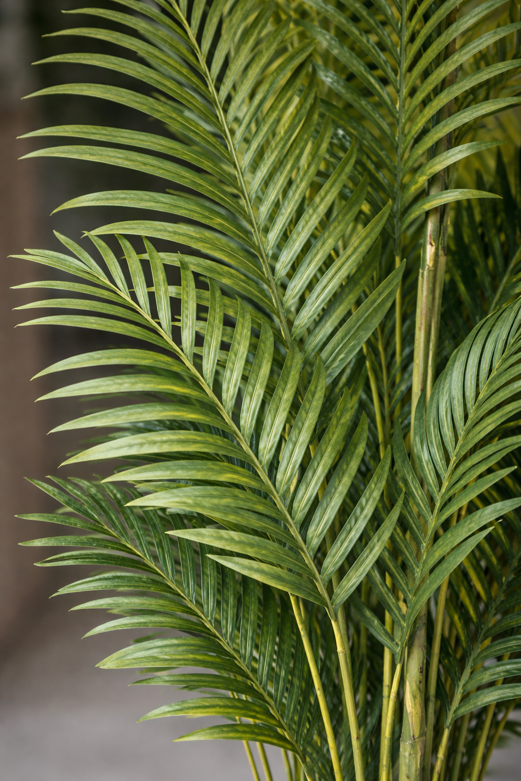 Artificial Areca Palm Plant 5.5 Feet