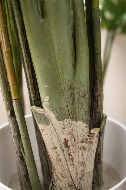 Artificial Areca Palm Plant 5.5 Feet