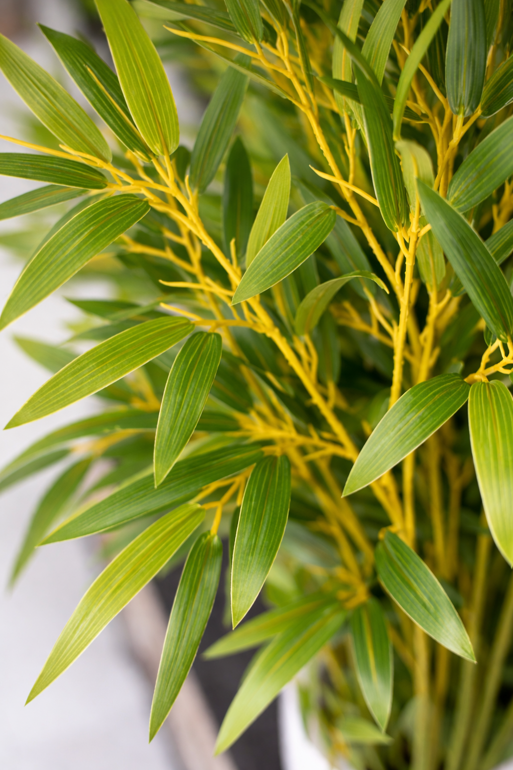 Close-up of green bamboo leaves with a blurred background
