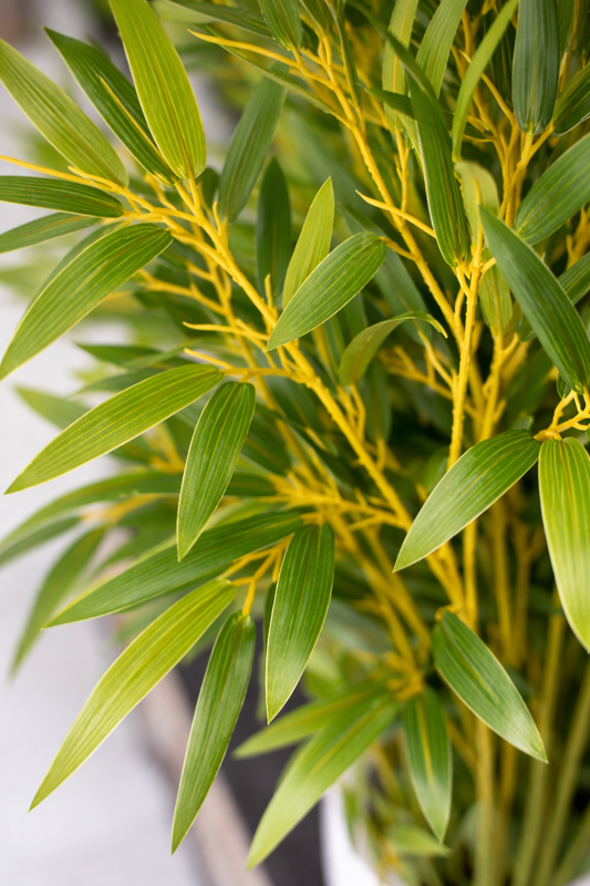 Close-up of green bamboo leaves with a blurred background