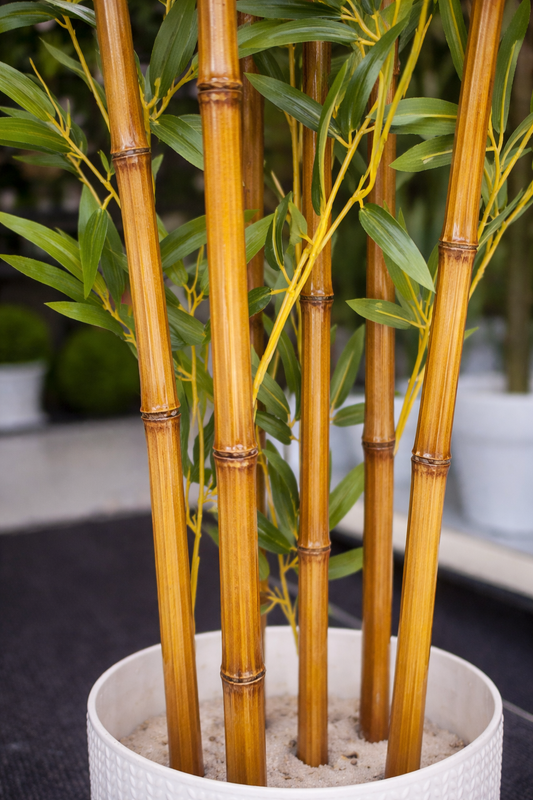 Potted bamboo plant with green leaves in a blurred indoor setting