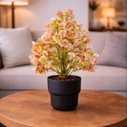 Potted Plants